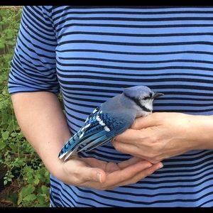 Yesteryear Memories of Blue Jays in my Garden...